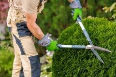 gardener-pruning-and-shaping-bushes-