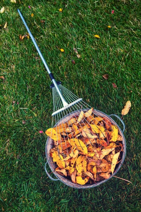 Autumn leaves in garden